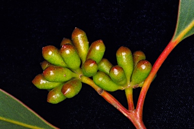 APII jpeg image of Eucalyptus leptocalyx  © contact APII