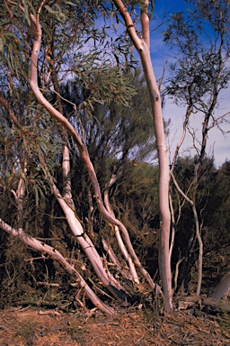 APII jpeg image of Eucalyptus leptopoda subsp. leptopoda  © contact APII