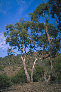 APII jpeg image of Eucalyptus leucoxylon subsp. leucoxylon  © contact APII