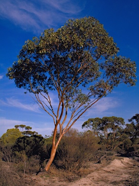 APII jpeg image of Eucalyptus loxophleba subsp. gratiae  © contact APII