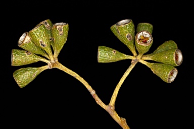 APII jpeg image of Eucalyptus loxophleba subsp. supralaevis  © contact APII