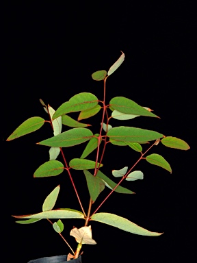 APII jpeg image of Eucalyptus marginata subsp. marginata  © contact APII