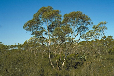 APII jpeg image of Eucalyptus hebetifolia  © contact APII