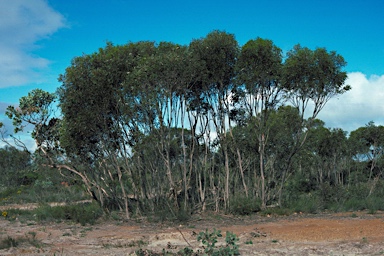 APII jpeg image of Eucalyptus micranthera  © contact APII