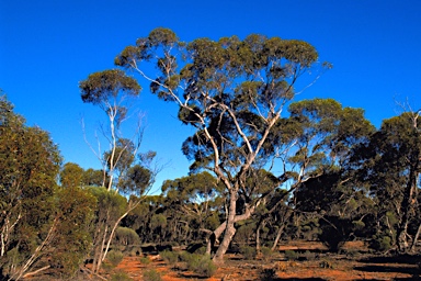 APII jpeg image of Eucalyptus oleosa subsp. oleosa  © contact APII