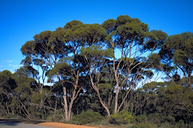 APII jpeg image of Eucalyptus oleosa subsp. corvina  © contact APII