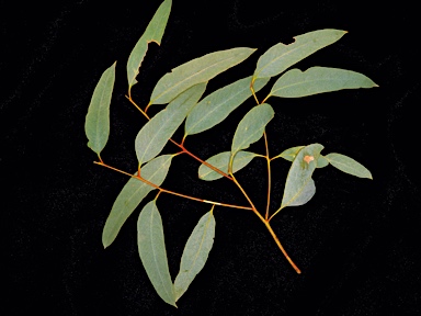 APII jpeg image of Eucalyptus oraria  © contact APII