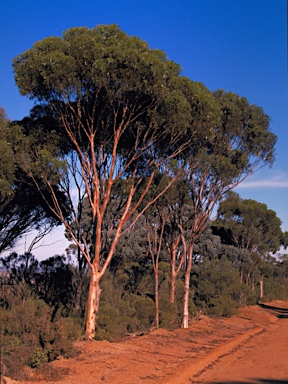 APII jpeg image of Eucalyptus ornata  © contact APII