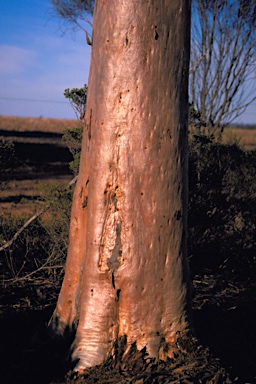 APII jpeg image of Eucalyptus ornata  © contact APII