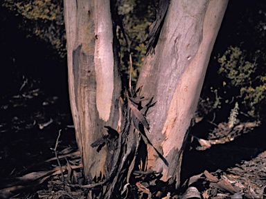 APII jpeg image of Eucalyptus polita  © contact APII