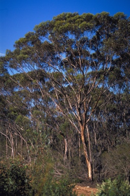 APII jpeg image of Eucalyptus astringens subsp. redacta  © contact APII