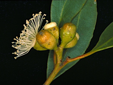 APII jpeg image of Eucalyptus rugosa  © contact APII