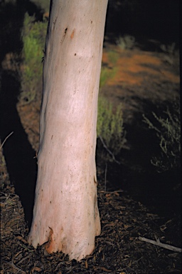 APII jpeg image of Eucalyptus salicola  © contact APII