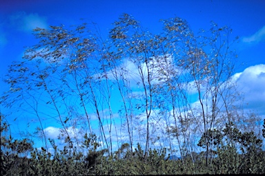 APII jpeg image of Eucalyptus sepulcralis  © contact APII