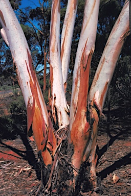 APII jpeg image of Eucalyptus sheathiana  © contact APII