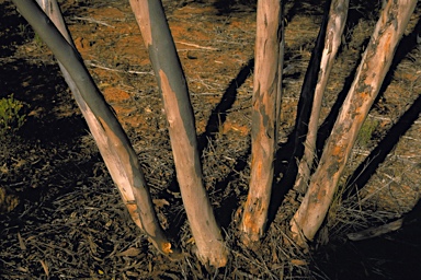 APII jpeg image of Eucalyptus subangusta subsp. cerina  © contact APII