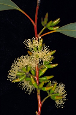 APII jpeg image of Eucalyptus subangusta subsp. cerina  © contact APII