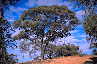 APII jpeg image of Eucalyptus torquata  © contact APII