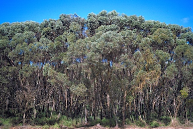 APII jpeg image of Eucalyptus utilis  © contact APII