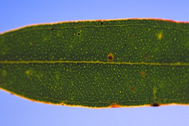 APII jpeg image of Eucalyptus varia subsp. salsuginosa  © contact APII