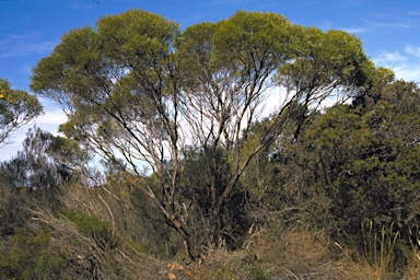 APII jpeg image of Eucalyptus xanthonema subsp. xanthonema  © contact APII