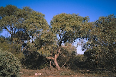 APII jpeg image of Eucalyptus yalatensis  © contact APII