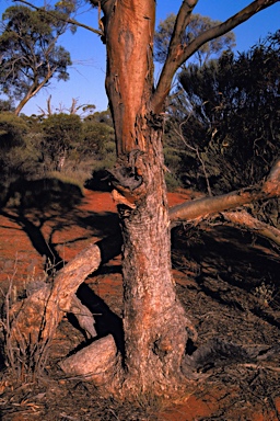 APII jpeg image of Eucalyptus yilgarnensis  © contact APII