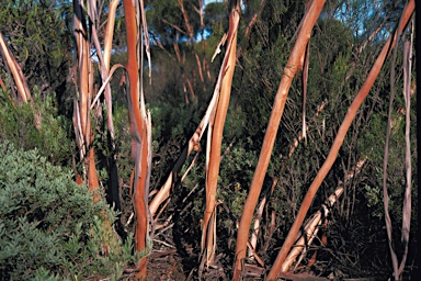 APII jpeg image of Eucalyptus cerasiformis  © contact APII