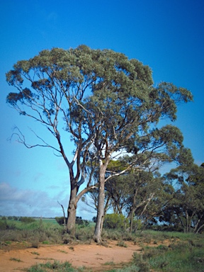 APII jpeg image of Eucalyptus moderata  © contact APII