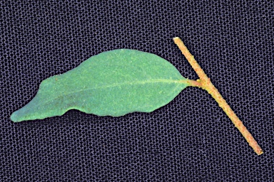 APII jpeg image of Eucalyptus prolixa  © contact APII