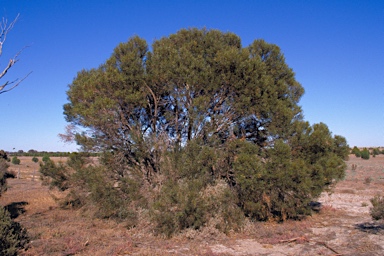 APII jpeg image of Eucalyptus quaerenda subsp. quaerenda  © contact APII