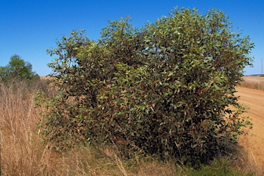 APII jpeg image of Eucalyptus varia subsp. varia  © contact APII