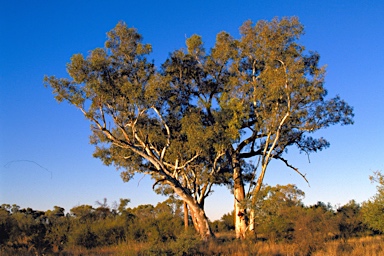 APII jpeg image of Eucalyptus camaldulensis subsp. arida  © contact APII