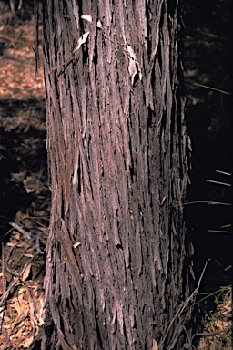 APII jpeg image of Eucalyptus crucis subsp. praecipua  © contact APII