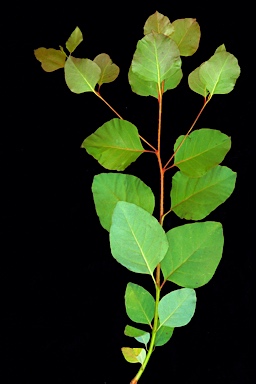 APII jpeg image of Eucalyptus amplifolia subsp. amplifolia  © contact APII