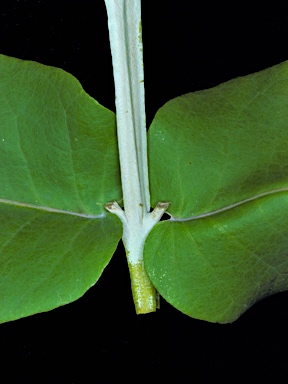 APII jpeg image of Eucalyptus globulus subsp. pseudoglobulus  © contact APII