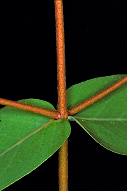 APII jpeg image of Eucalyptus radiata subsp. sejuncta  © contact APII