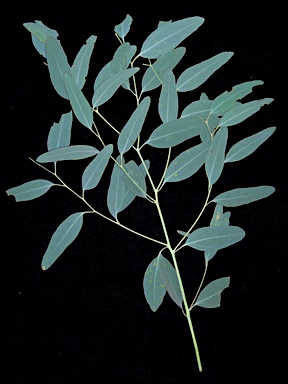 APII jpeg image of Eucalyptus melliodora  © contact APII