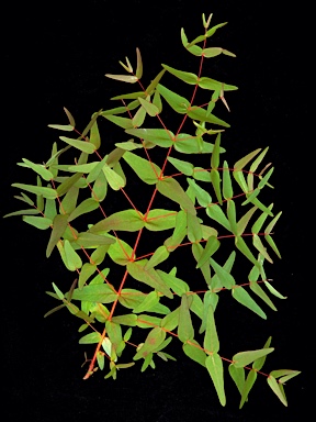 APII jpeg image of Eucalyptus viminalis subsp. pryoriana  © contact APII