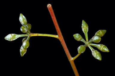 APII jpeg image of Eucalyptus elliptica  © contact APII