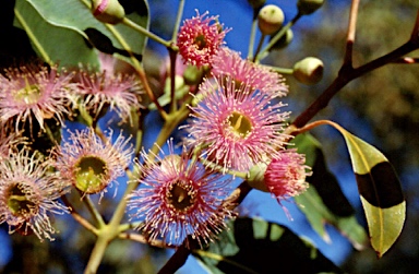 APII jpeg image of Corymbia calophylla  © contact APII