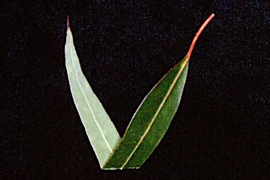 APII jpeg image of Eucalyptus virginea  © contact APII