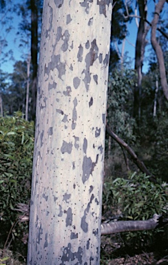 APII jpeg image of Corymbia citriodora subsp. variegata  © contact APII