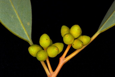 APII jpeg image of Eucalyptus leucophloia subsp. euroa  © contact APII