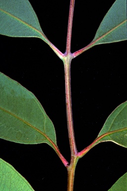 APII jpeg image of Eucalyptus microtheca  © contact APII