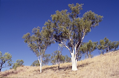 APII jpeg image of Eucalyptus zygophylla  © contact APII