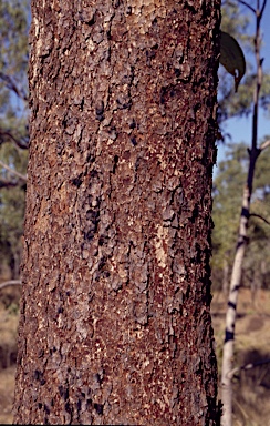 APII jpeg image of Corymbia zygophylla  © contact APII