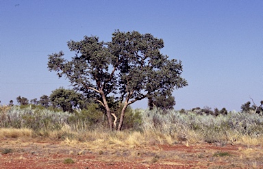 APII jpeg image of Corymbia zygophylla  © contact APII