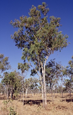 APII jpeg image of Eucalyptus zygophylla  © contact APII