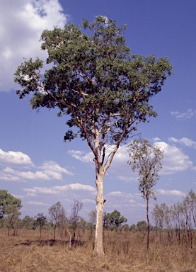 APII jpeg image of Corymbia zygophylla  © contact APII